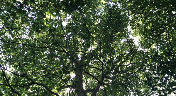 trees